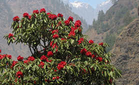 Rhododendron during the Manaslu circuit trek