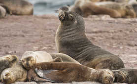 Sea lions in Patagonia
