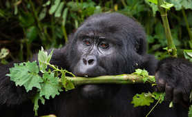 Trekking gorillas in Uganda