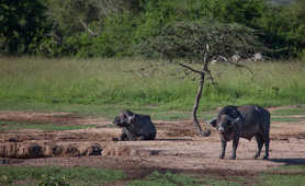 Two buffaloes in Uganda