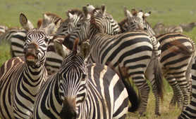 Zebras in the Serengeti National Park