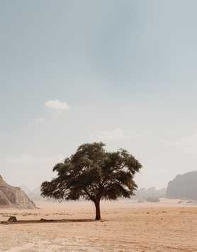 A single tree standing alone in the desert