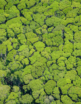 aerial-shot-of-rainforest-canopy