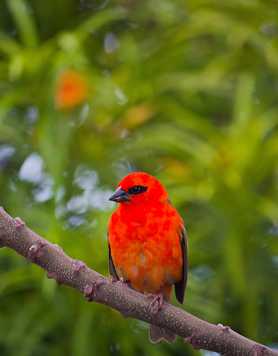 Bird life on Reunion Island