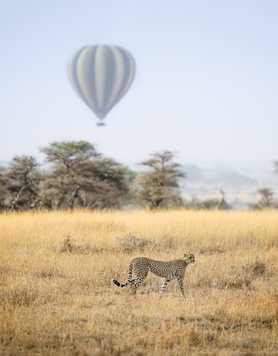 Cheetah and air baloon in Serengeti National Park