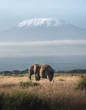 Elephant in front of the Mount Kilimanjaro