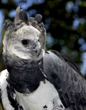 Harpy eagle Guyana