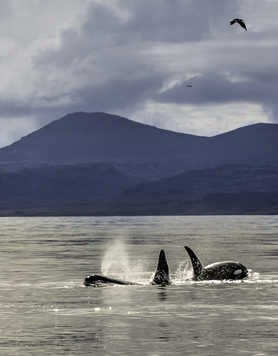 orcas in Iceland, whalewatching