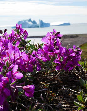 Pink flowers of Greenland