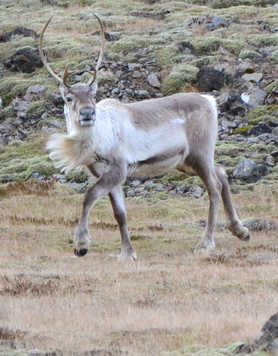 Reindeer of Iceland