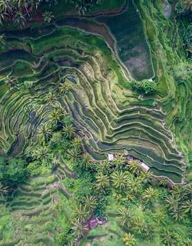 Rice terraces of Tegallalang in Indonesia