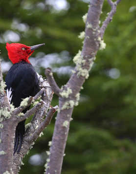 Vividly colored Magellanic woodpecker, Chile
