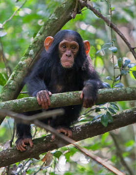 Young chimpanzee in a tree in Uganda