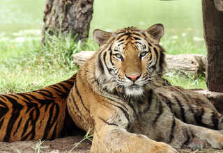 Bengal tiger looking forward while laying in grass