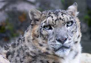 Close up of Himalayan Snow Leopard