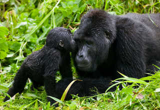 Gorillas in the forest