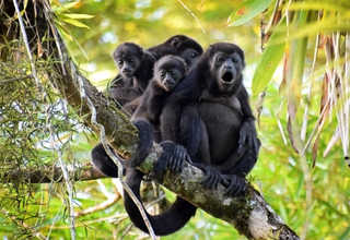 howler monkey in peru