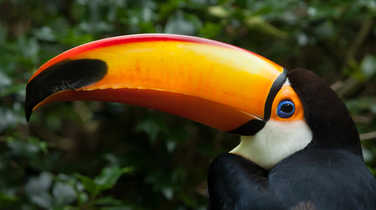 A-colourful-toucan-in-the-rainforest