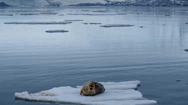 A seal hangs out on the ice drifting in a bay in Svalbard