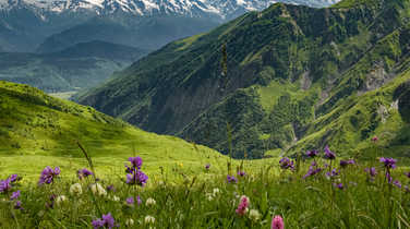 alpine-flowers-in-the-upper-Svaneti-region