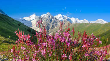 alpine-flowers-in-the-upper-svaneti-region