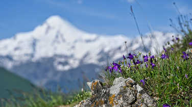 alpine-flowers-infront-of-mt-kazbek