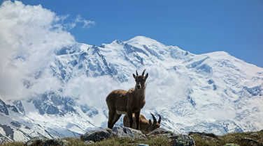 Alpine ibex in Chamonix region
