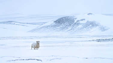 an-Icelandic-sheep-braves-the-snowy-conditions