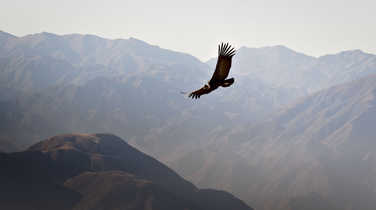 Andean condor (Vultur gryphus) soaring over the Andes