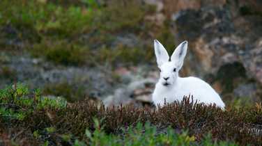 arctic-hare-showing-off-its-winter-plumage