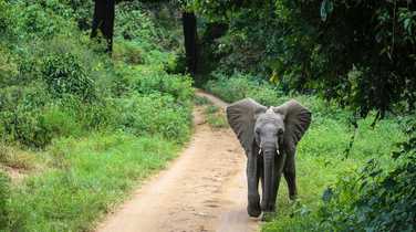 Baby elephant during a safari