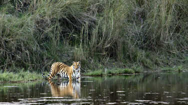 Bardiya  National Park Nepal Bengal Tiger