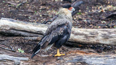 Black-bellied caracara in Los Glaciares National Park, El Chalten,Patagonia, Argentina.