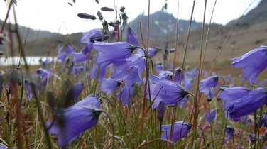 Bluebells-in-bloom-amongst-the-tundra