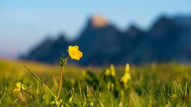 buttercup-in-alpine-meadow