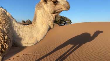 camel-in-the-evening-sun