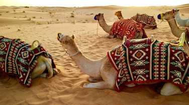 camels-in-the-desert