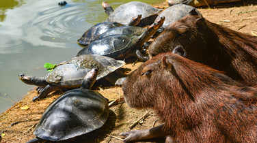 capybara-and-turtles-relaxing-on-the-riverbank