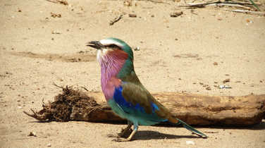 Colourful bird in Tarangire park