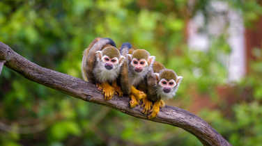 common-squirrel-monkeys