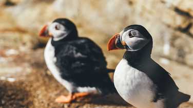 Couple of puffins on the rock
