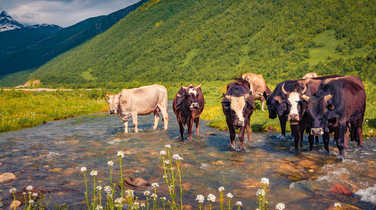 cows-cooling-off-just-outside-Ushguli