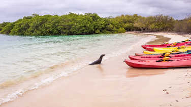 Curious sealion with kayaks Galapagos