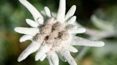 Edelweiss flower in the Alps