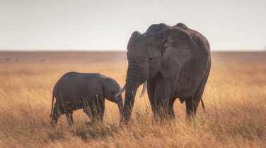 Elephant in the Serengeti National Park