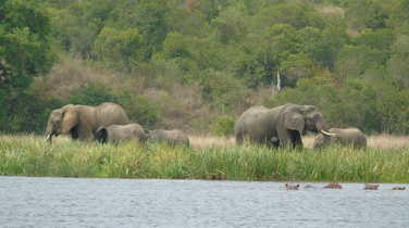 Elephants in Uganda