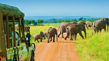 Elephants on Safari, Tanzania