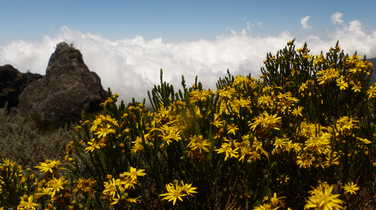 Flora during Mount Kilimanjaro ascent