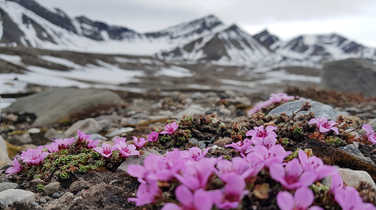 Flora in Ymerbukta