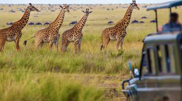 Giraffe on Safari, Tanzania